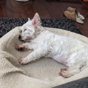 Meet your Posher, Daniella